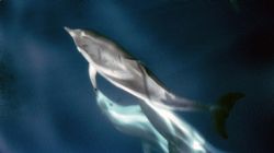 dolphin 2 by Sergio Loppel 